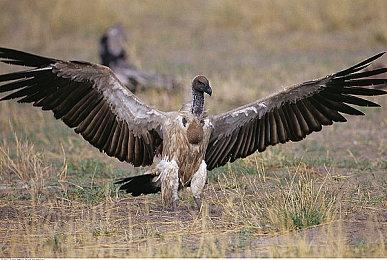 前《无主之地3》开发者将设计灵感用于合作射击新作